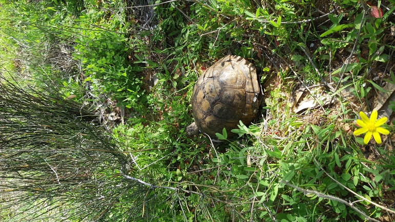 Testudo graeca  