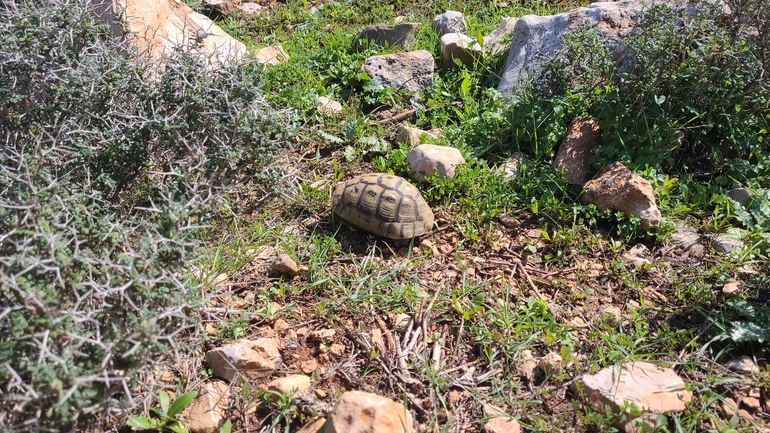 צב-יבשה מצוי  צולם על ידי רמי יוספי 