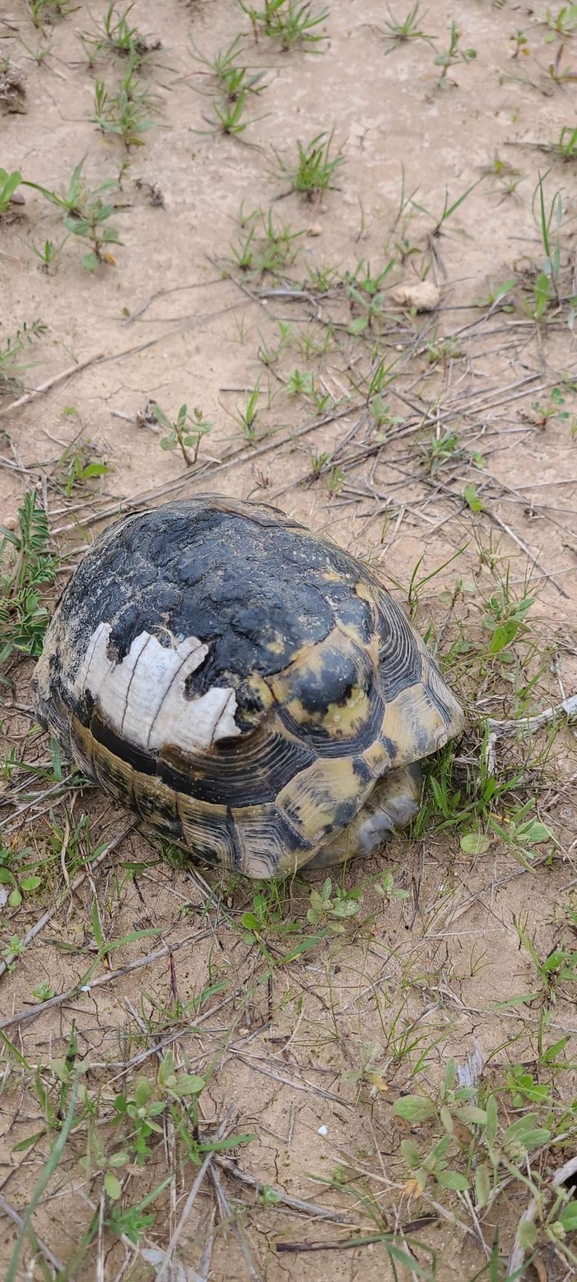 Testudo graeca  photographed by יפתח מגן 