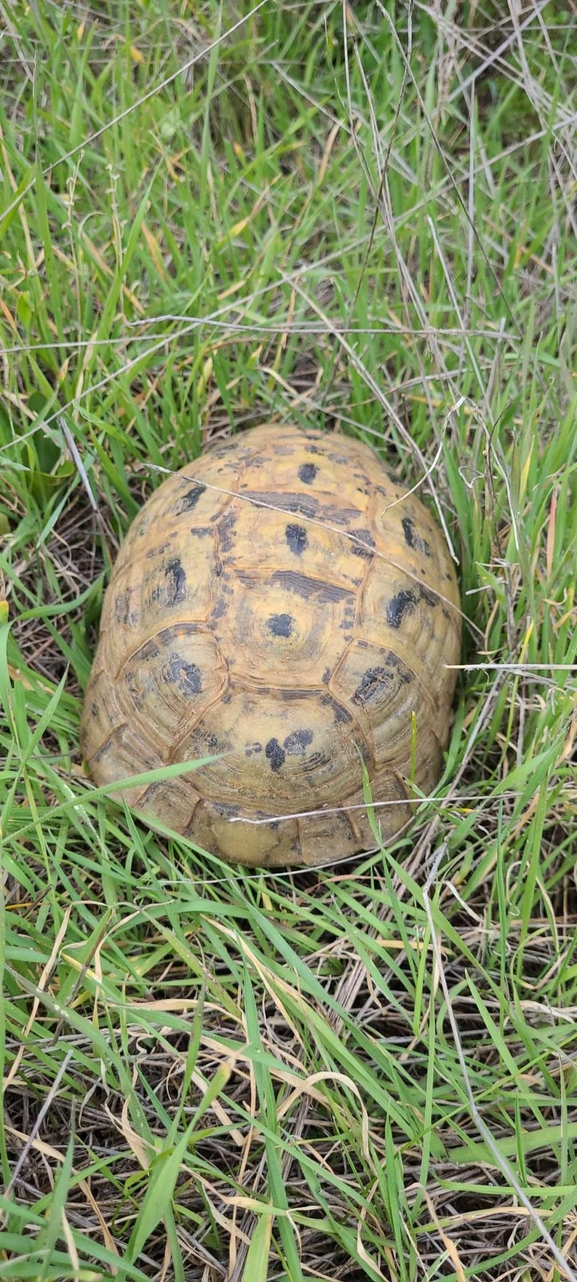 Testudo graeca  photographed by יפתח מגן 