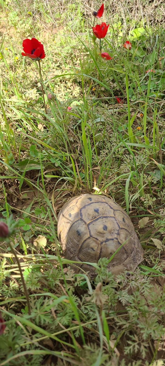 Testudo graeca  photographed by יפתח מגן 