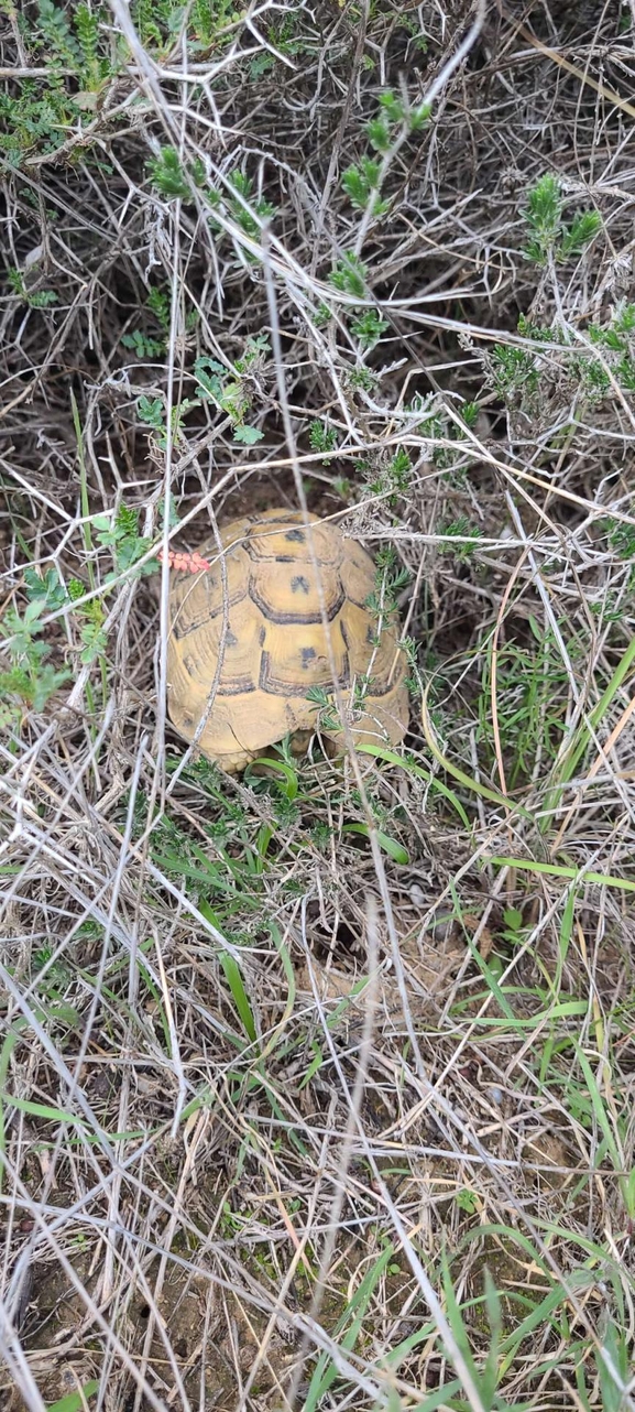 Testudo graeca  photographed by יפתח מגן 