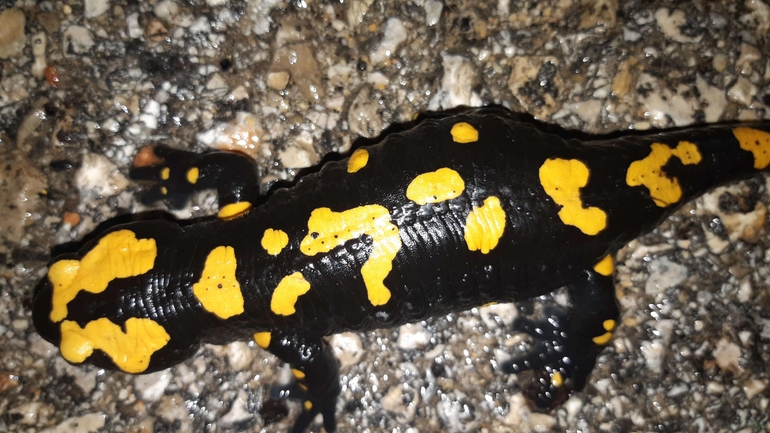 Salamandra infraimmaculata  photographed by רמדאן עיסא 