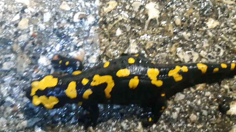 Salamandra infraimmaculata  photographed by רמדאן עיסא 