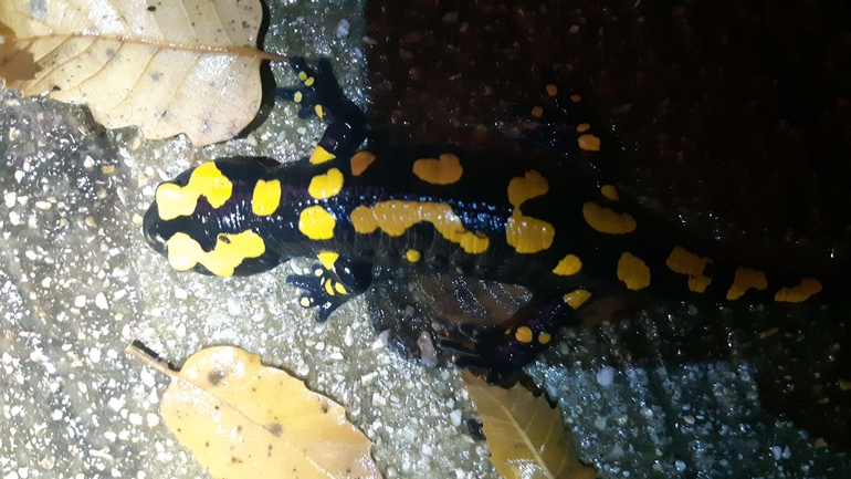 Salamandra infraimmaculata  photographed by רמדאן עיסא 