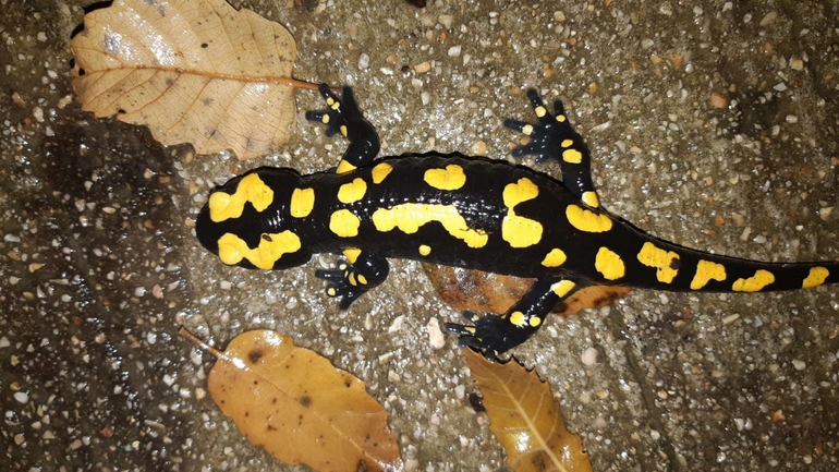 Salamandra infraimmaculata  photographed by רמדאן עיסא 