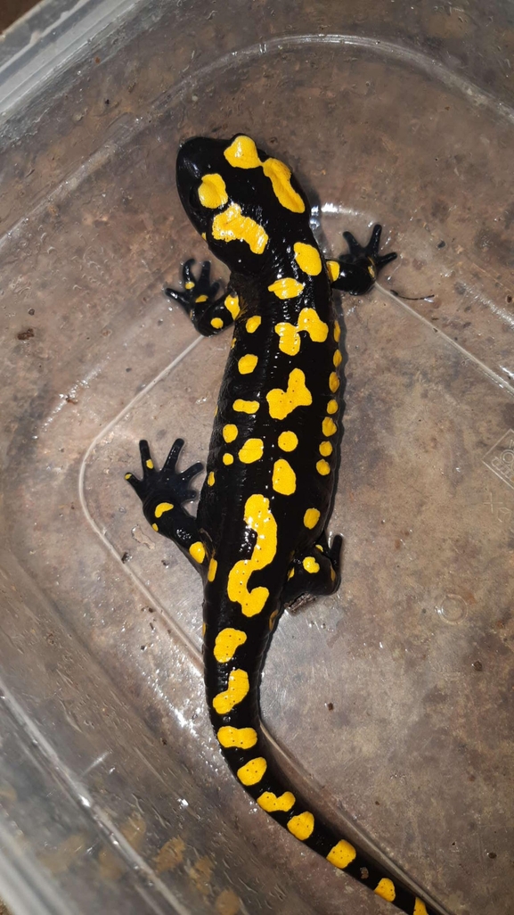 Salamandra infraimmaculata  photographed by רמדאן עיסא 