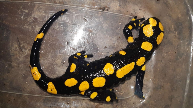 Salamandra infraimmaculata  photographed by רמדאן עיסא 