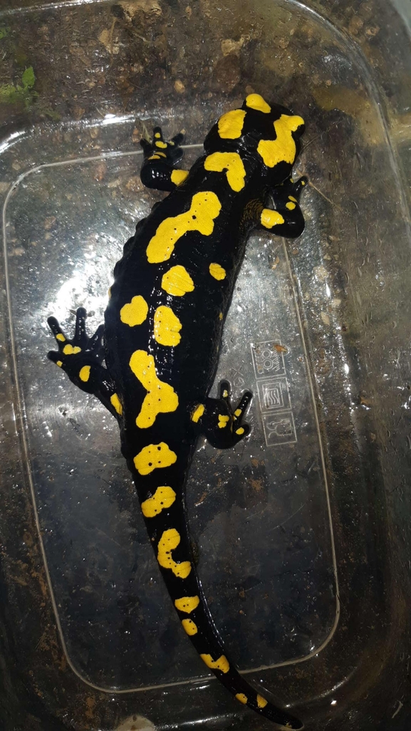 Salamandra infraimmaculata  photographed by רמדאן עיסא 