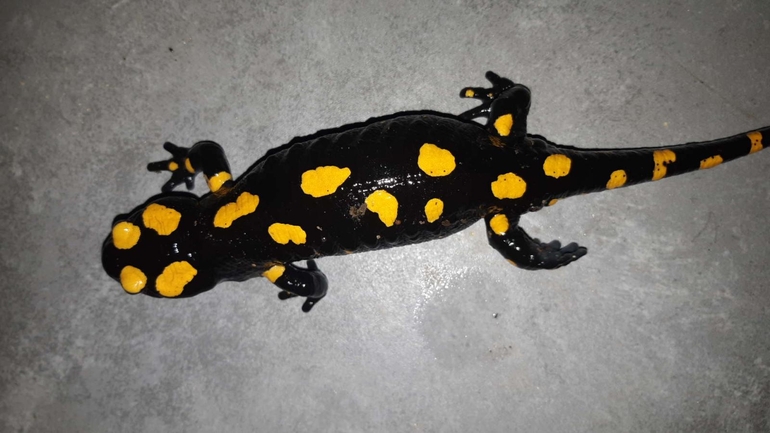 Salamandra infraimmaculata  photographed by רמדאן עיסא 