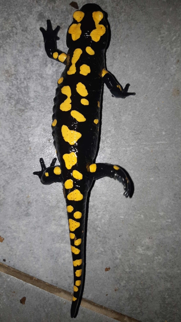 Salamandra infraimmaculata  photographed by רמדאן עיסא 