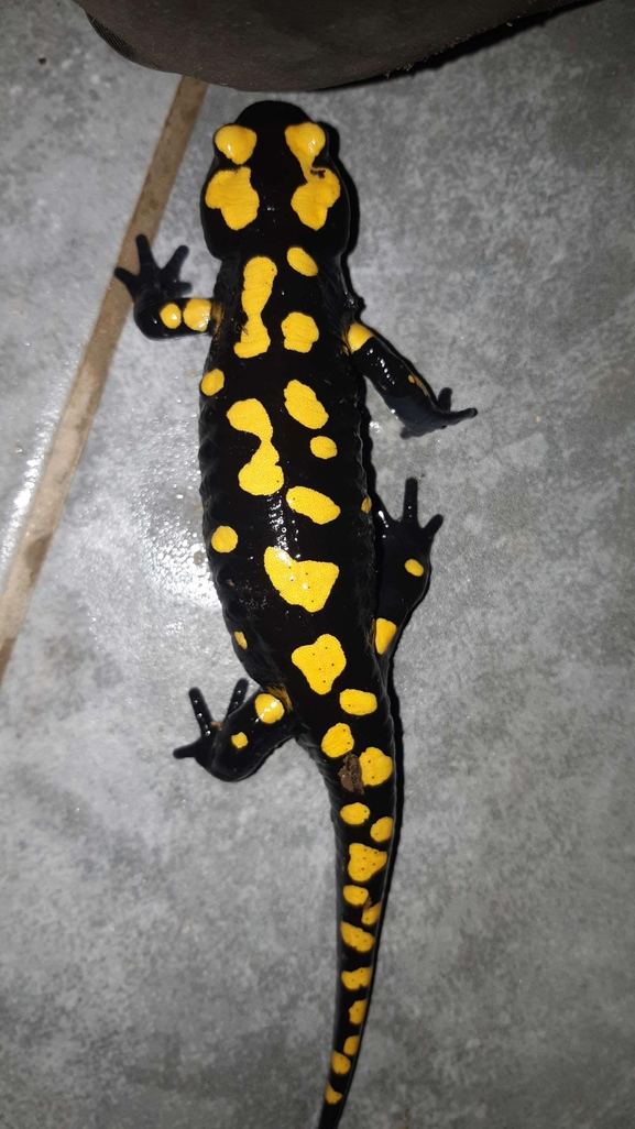 Salamandra infraimmaculata  photographed by רמדאן עיסא 