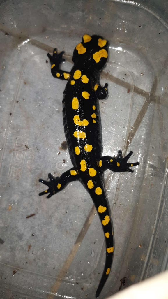 Salamandra infraimmaculata  photographed by רמדאן עיסא 