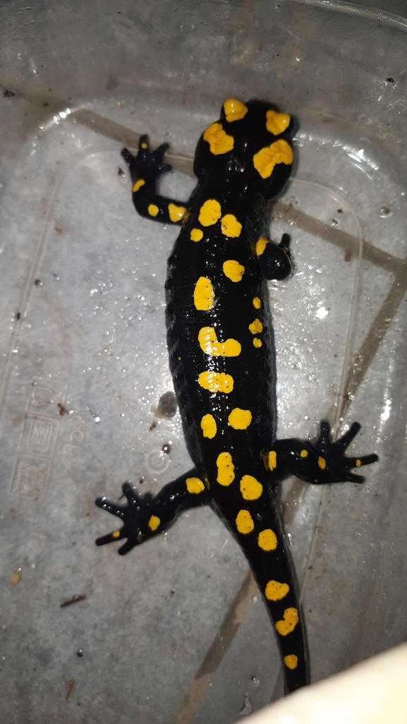 Salamandra infraimmaculata  photographed by רמדאן עיסא 