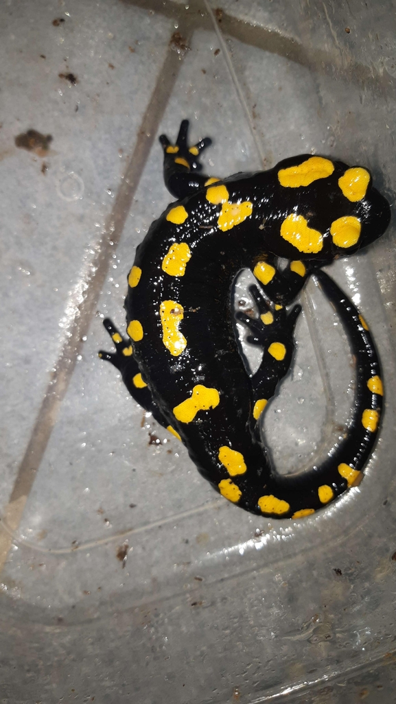 Salamandra infraimmaculata  photographed by רמדאן עיסא 