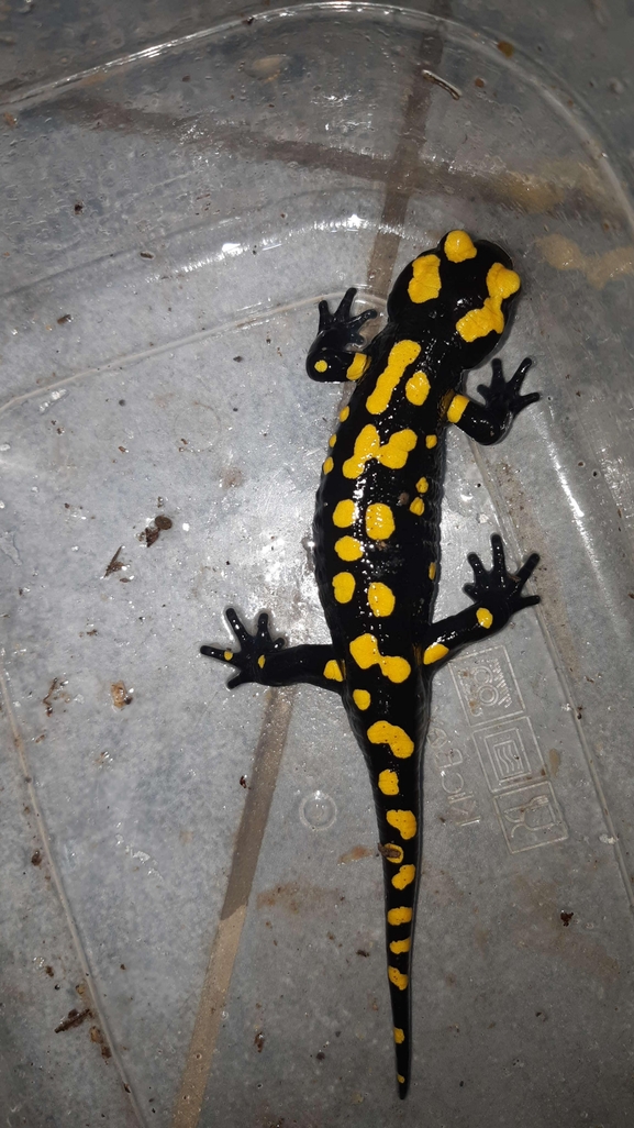 Salamandra infraimmaculata  photographed by רמדאן עיסא 