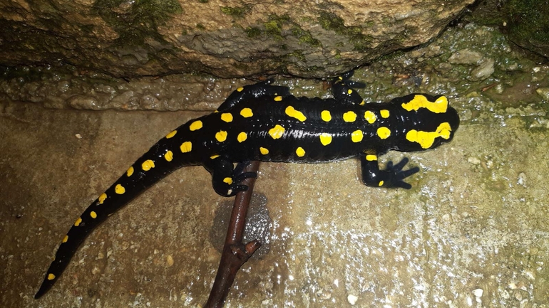 Salamandra infraimmaculata  photographed by רמדאן עיסא 