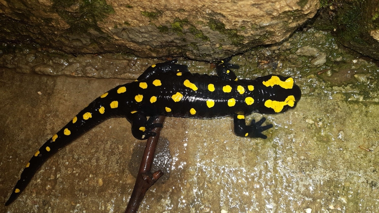 Salamandra infraimmaculata  photographed by רמדאן עיסא 