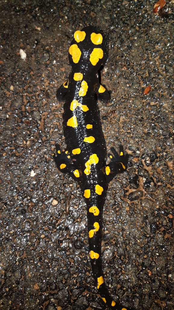 Salamandra infraimmaculata  photographed by רמדאן עיסא 