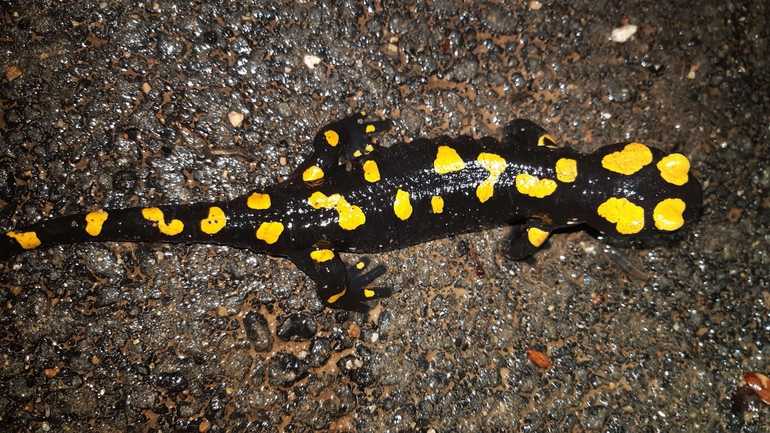 Salamandra infraimmaculata  photographed by רמדאן עיסא 