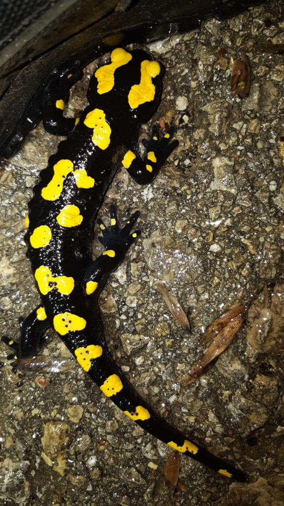 Salamandra infraimmaculata  photographed by רמדאן עיסא 