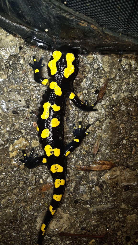 Salamandra infraimmaculata  photographed by רמדאן עיסא 