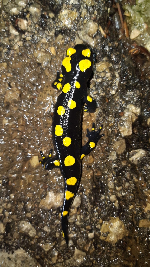 Salamandra infraimmaculata  photographed by רמדאן עיסא 