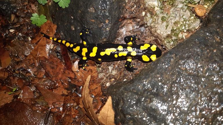 Salamandra infraimmaculata  photographed by רמדאן עיסא 