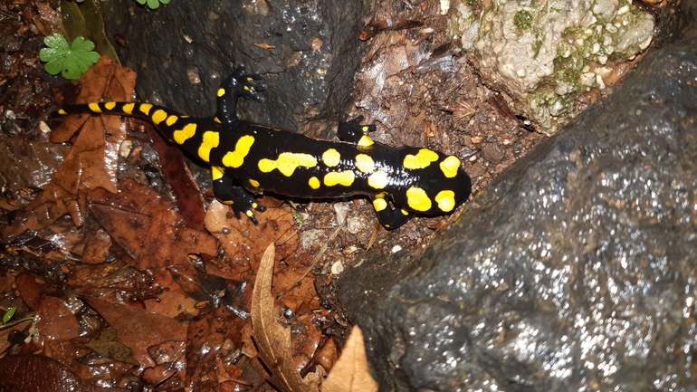 Salamandra infraimmaculata  photographed by רמדאן עיסא 