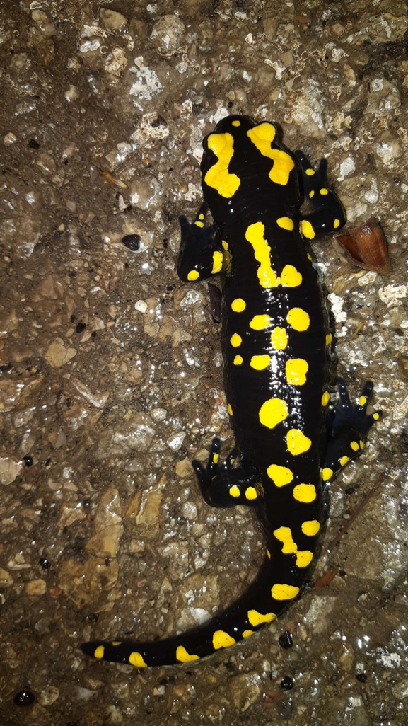 Salamandra infraimmaculata  photographed by רמדאן עיסא 