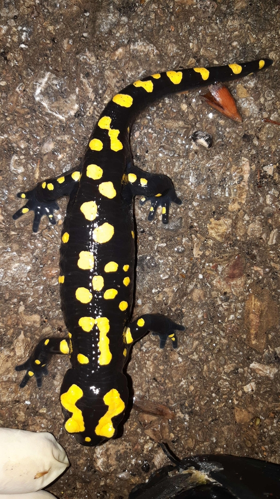 Salamandra infraimmaculata  photographed by רמדאן עיסא 