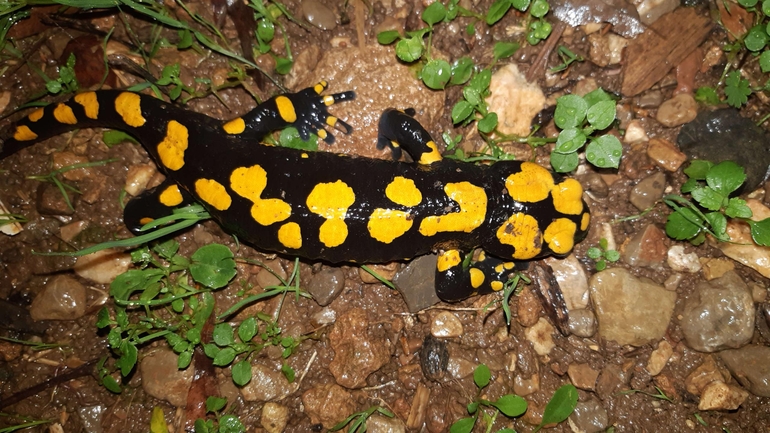 Salamandra infraimmaculata  photographed by רמדאן עיסא 