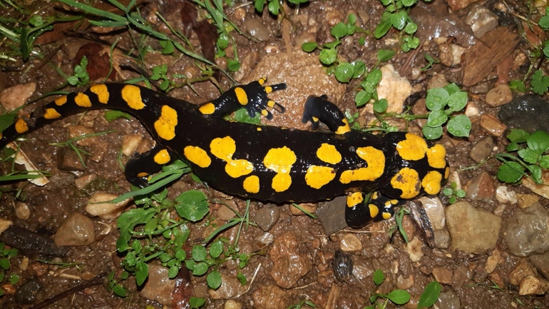 Salamandra infraimmaculata  photographed by רמדאן עיסא 