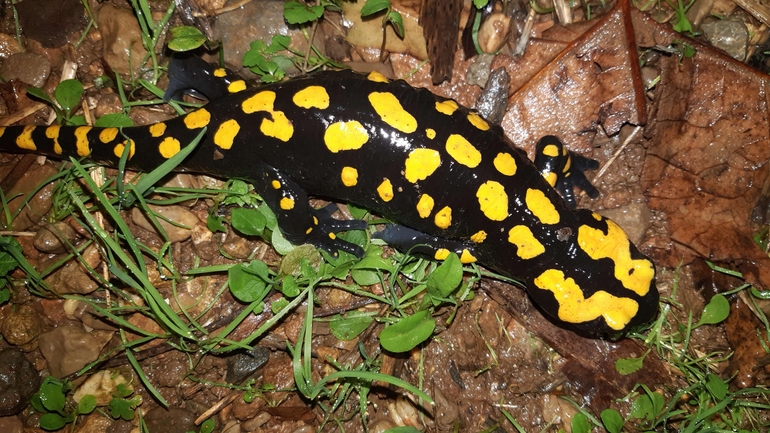 Salamandra infraimmaculata  photographed by רמדאן עיסא 