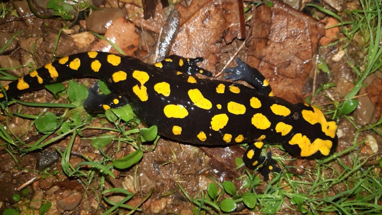 Salamandra infraimmaculata  photographed by רמדאן עיסא 