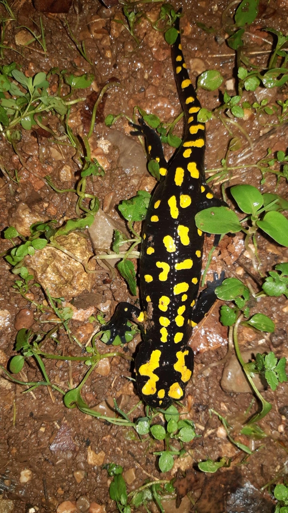 Salamandra infraimmaculata  photographed by רמדאן עיסא 