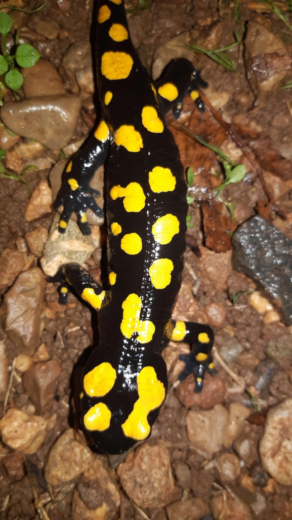 Salamandra infraimmaculata  photographed by רמדאן עיסא 