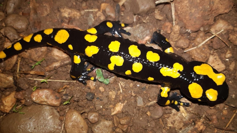 Salamandra infraimmaculata  photographed by רמדאן עיסא 