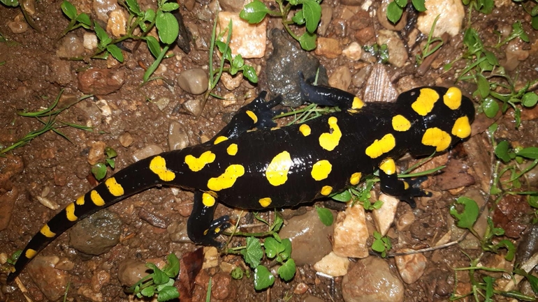 Salamandra infraimmaculata  photographed by רמדאן עיסא 