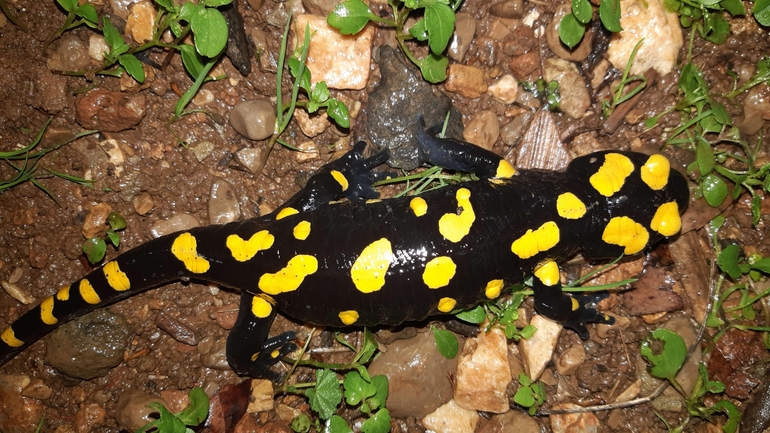 Salamandra infraimmaculata  photographed by רמדאן עיסא 