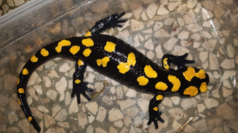 Salamandra infraimmaculata  photographed by רמדאן עיסא 