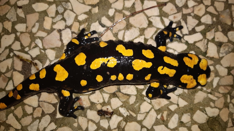 Salamandra infraimmaculata  photographed by רמדאן עיסא 