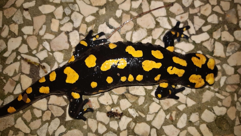 Salamandra infraimmaculata  photographed by רמדאן עיסא 