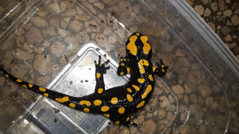 Salamandra infraimmaculata  photographed by רמדאן עיסא 