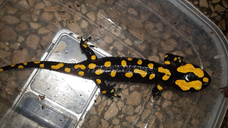 Salamandra infraimmaculata  photographed by רמדאן עיסא 