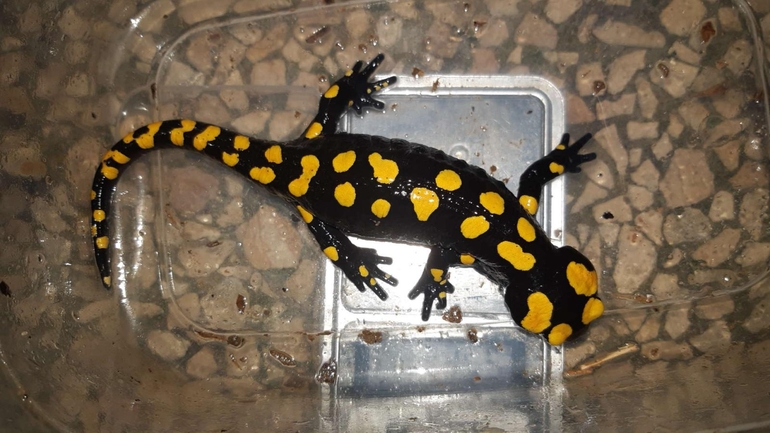 Salamandra infraimmaculata  photographed by רמדאן עיסא 