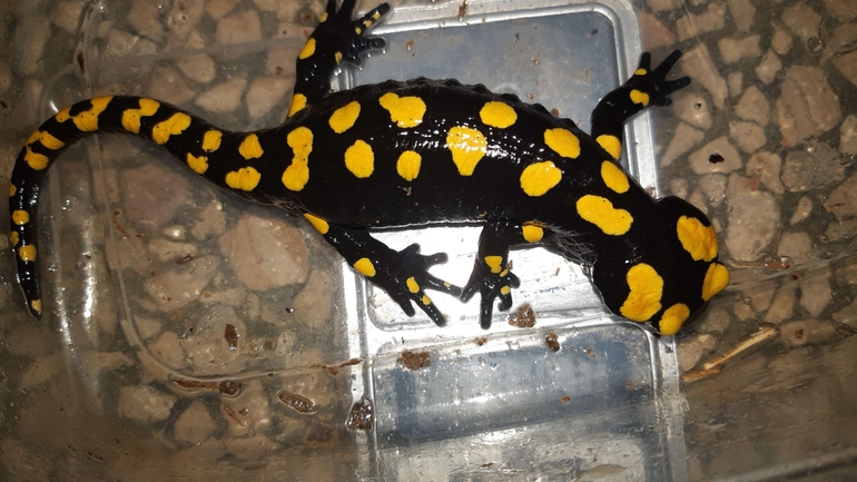 Salamandra infraimmaculata  photographed by רמדאן עיסא 