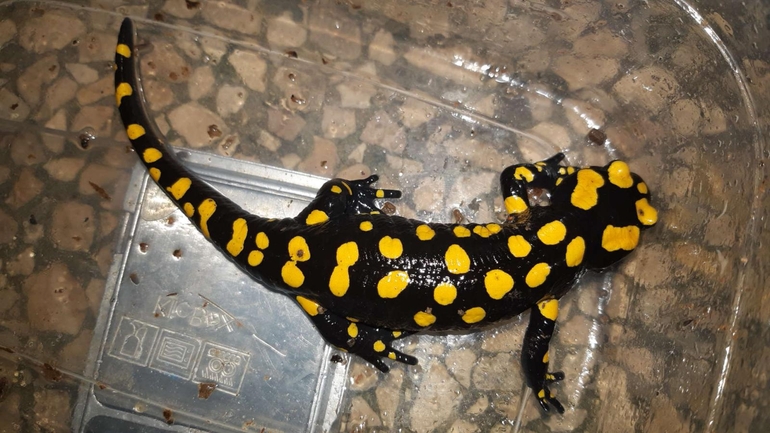 Salamandra infraimmaculata  photographed by רמדאן עיסא 