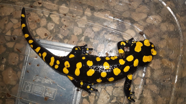 Salamandra infraimmaculata  photographed by רמדאן עיסא 