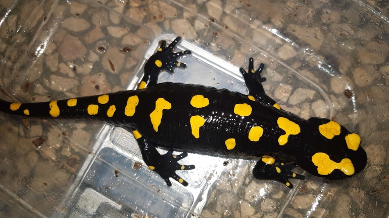 Salamandra infraimmaculata  photographed by רמדאן עיסא 